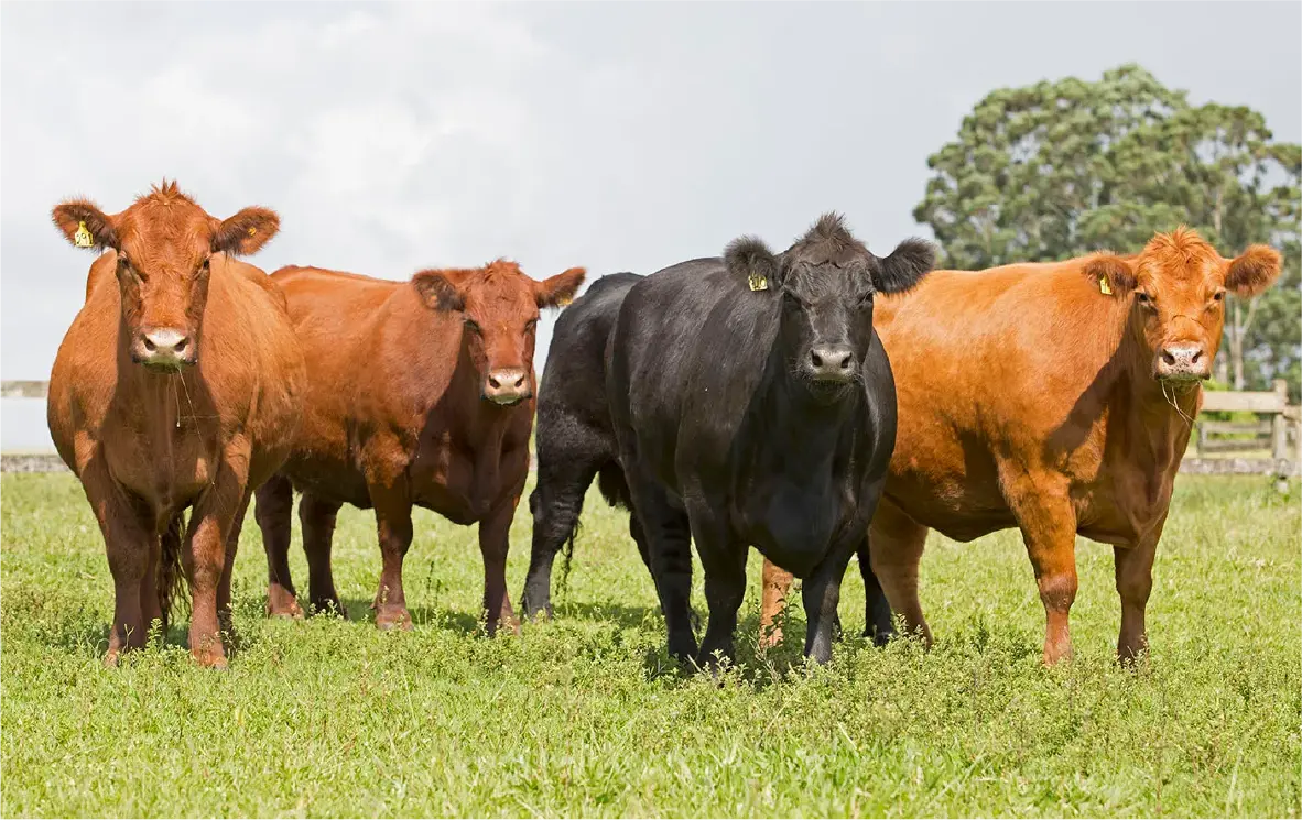 Braford y Angus son nuestras principales razas vacuna